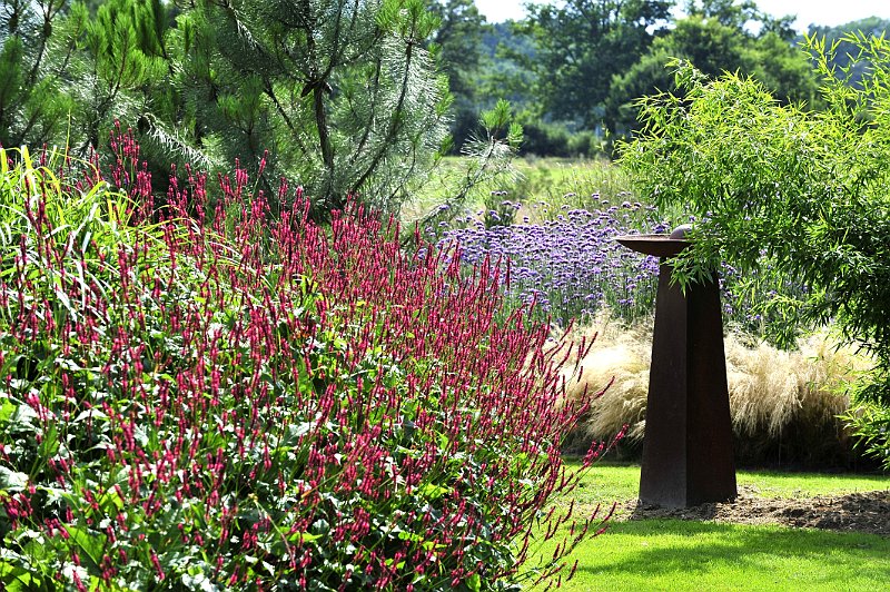 jardin contemporain et persicaria